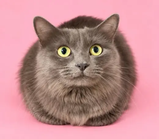 LALA