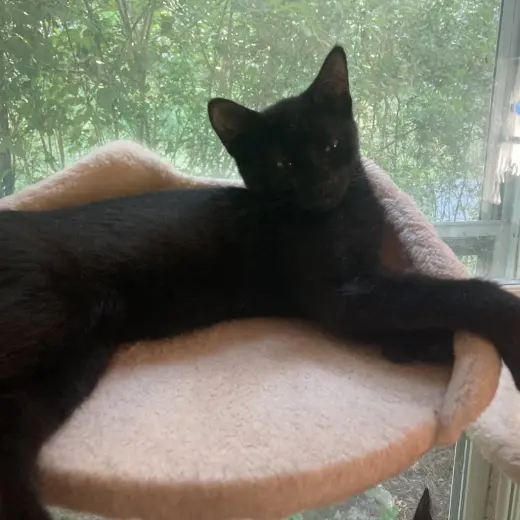 Mila