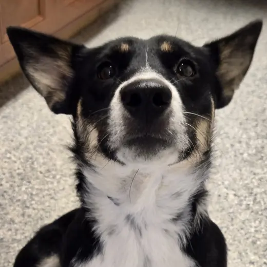 Macie