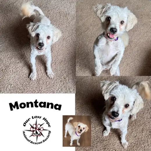 Montana