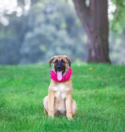 German Shepherd Mix Pups Girls