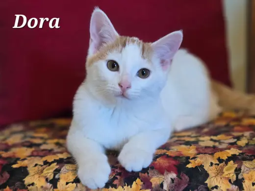 Dora