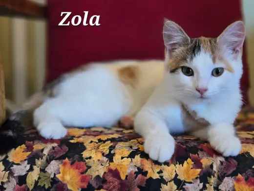 Zola