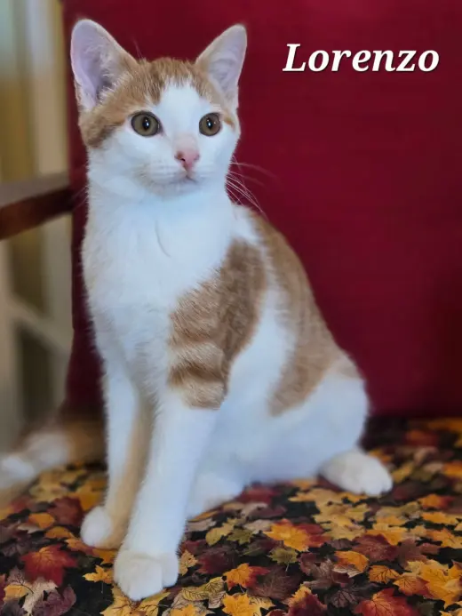 Lorenzo