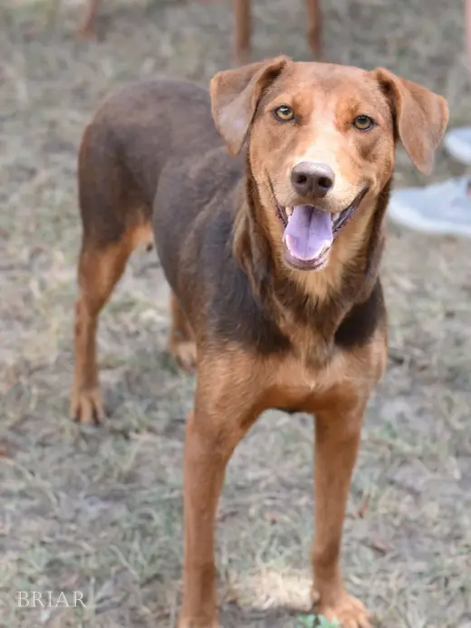 Briar (Momma)