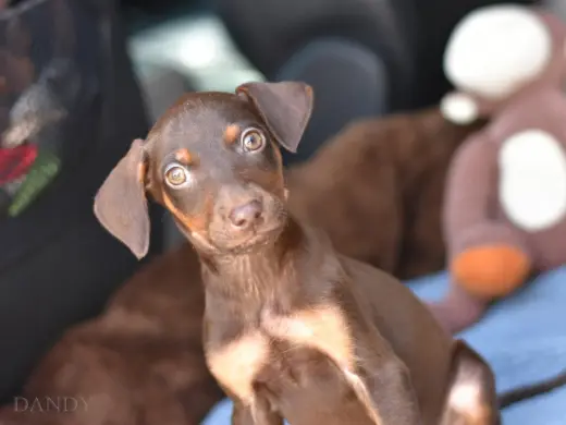 Dandy (Briar's Litter)