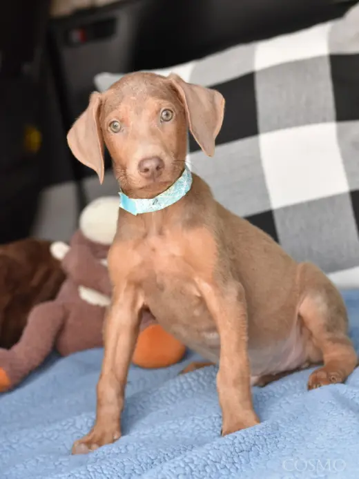 Cosmo (Briar's Litter)