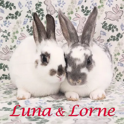 Luna (bonded to Lorne)