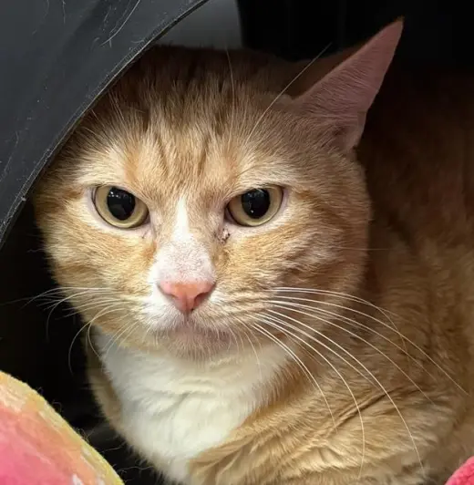 TOM