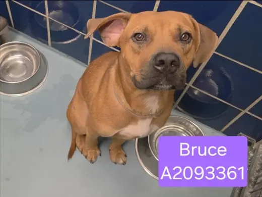 BRUCE