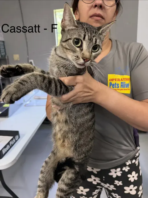 Cassatt