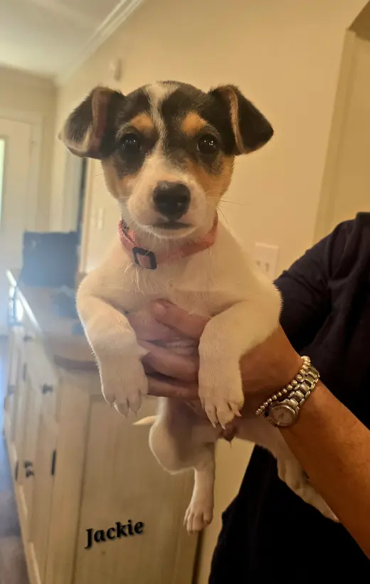 Jackie- JRT/pittie puppies