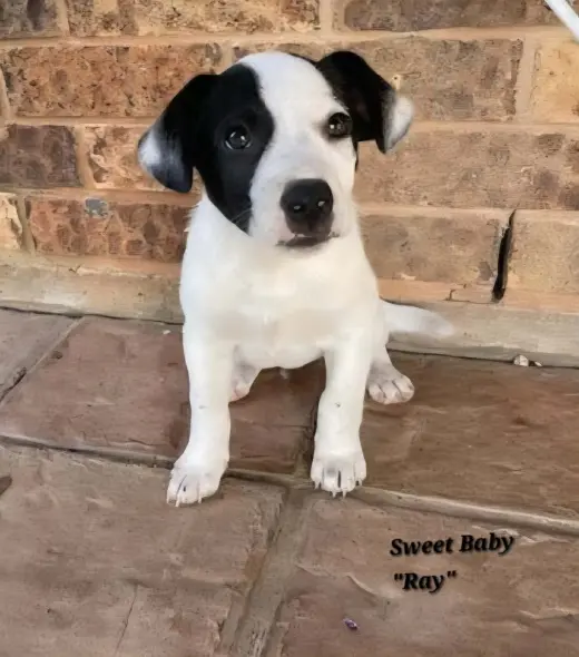 Ray - JRT/Pittie puppies