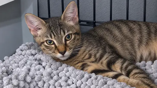 Gizmo