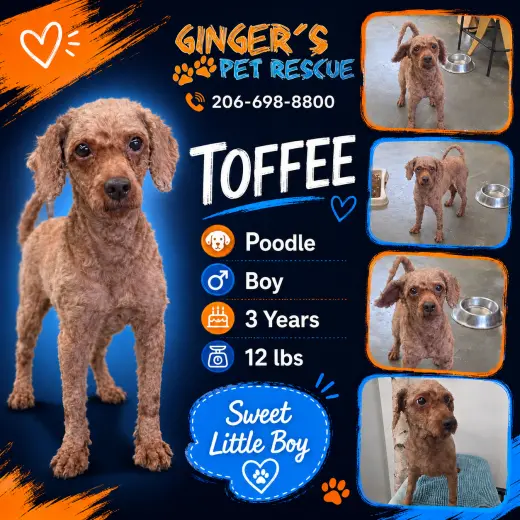 Toffee from Korea