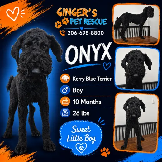 Onyx and Korea