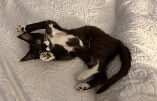 Moo