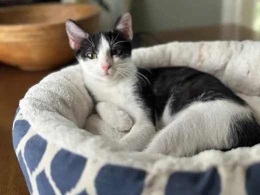 Tini