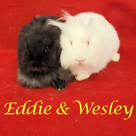 Eddie (bonded to Wesley)