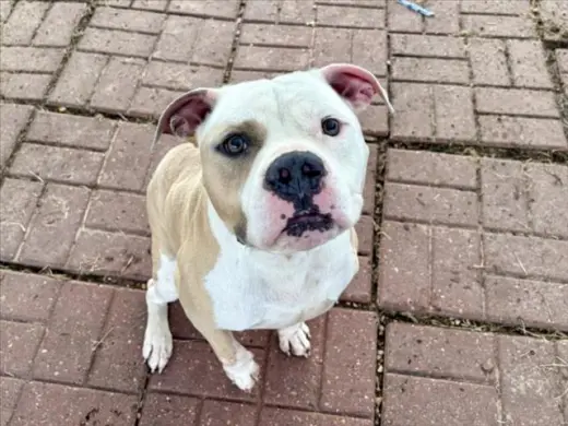 REX
