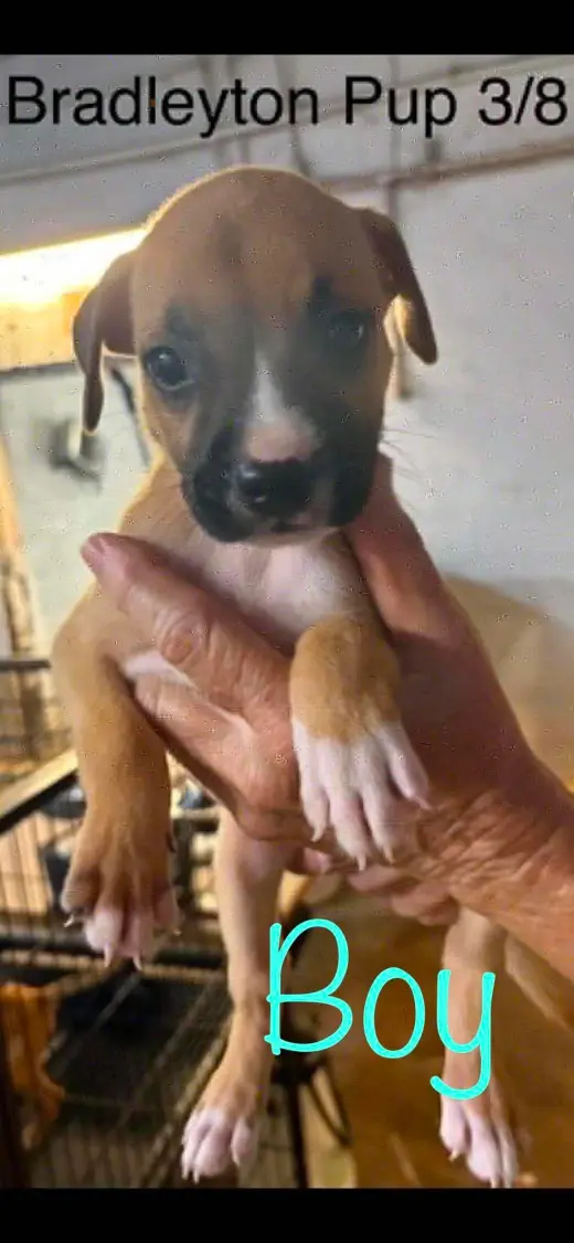 Bradleyton pups