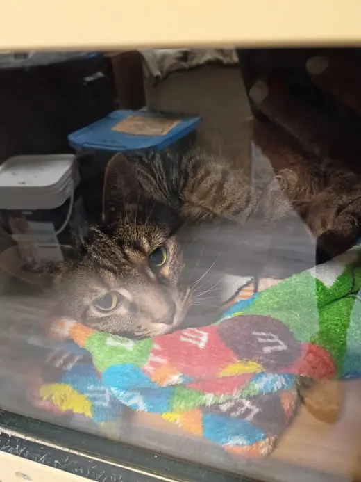 Percival
