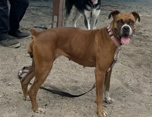 ELLIE
