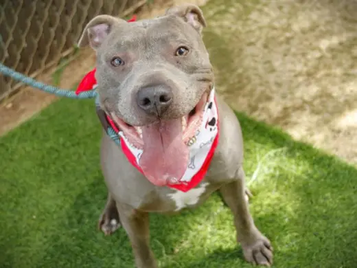 JEROME