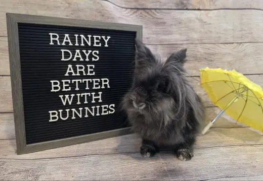 Rainey