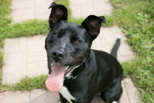 Nala