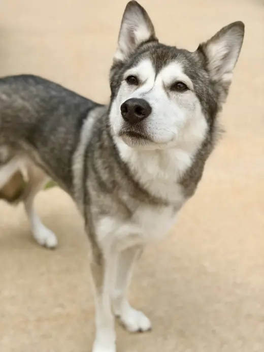 Lokai