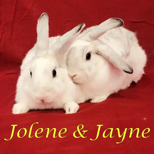 Jolene (bonded to Jayne)