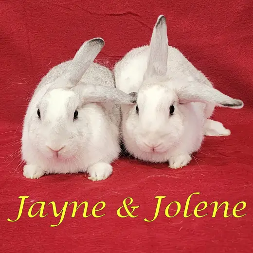 Jayne (bonded to Jolene)