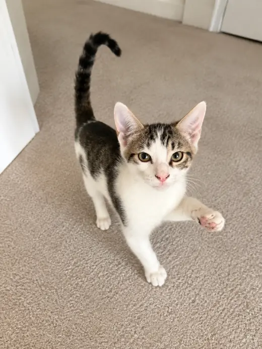 Frisco =^.^=
