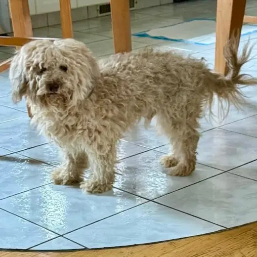 Alfie