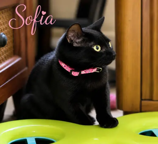 Sofia (FCID# 07/22/2026 - 54 Brookhaven PS)