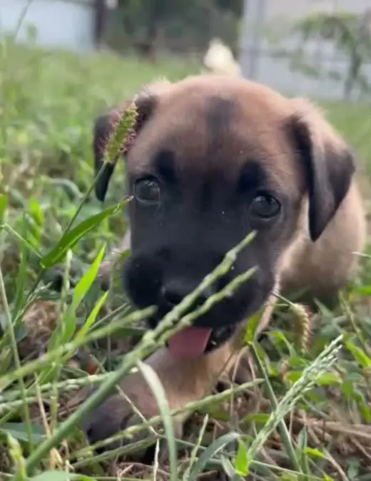 2 Orphans - Cosette - Located in Missouri