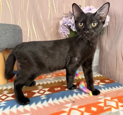 Bat