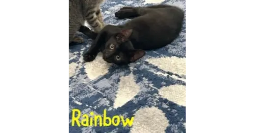 Rainbow
