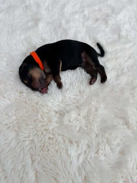 New Light Litter Ember - Located in CA
