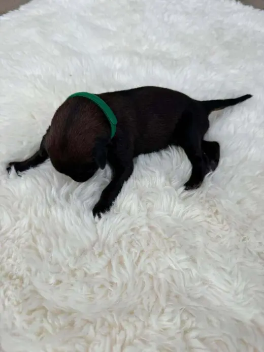 New Light Litter Halo Green Collar - Located in CA