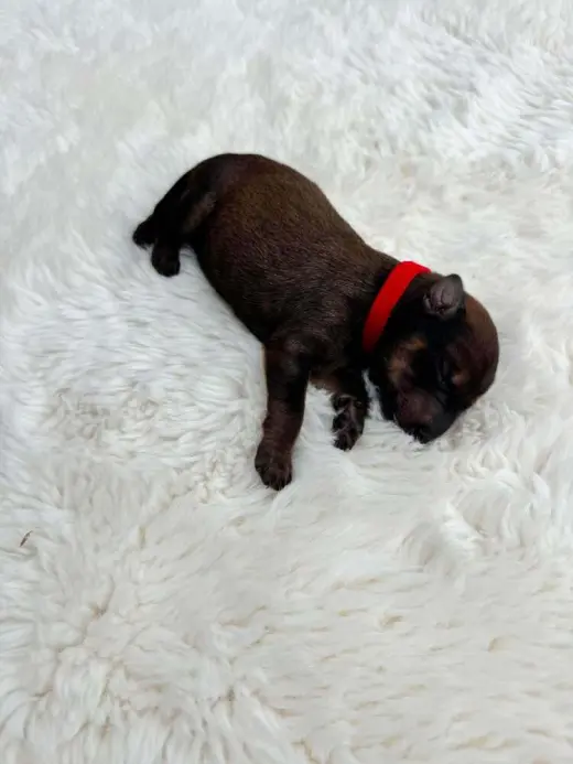 New Light Litter Cosmo Red Collar - Located in CA