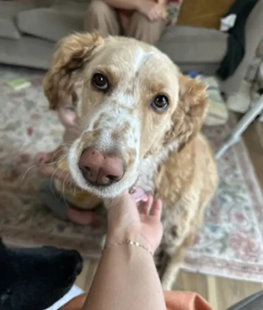 Magnolia (aka Nola)