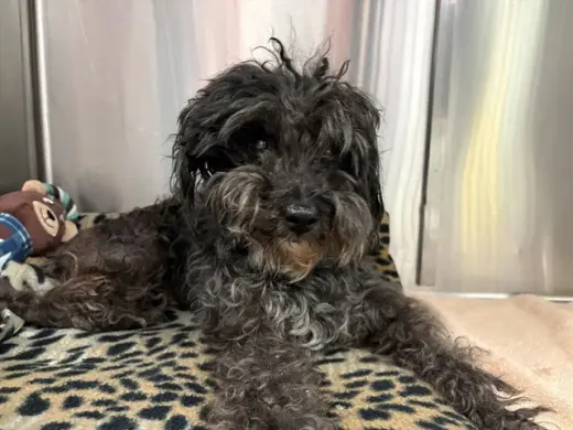 GIZMO
