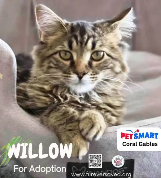 Willow