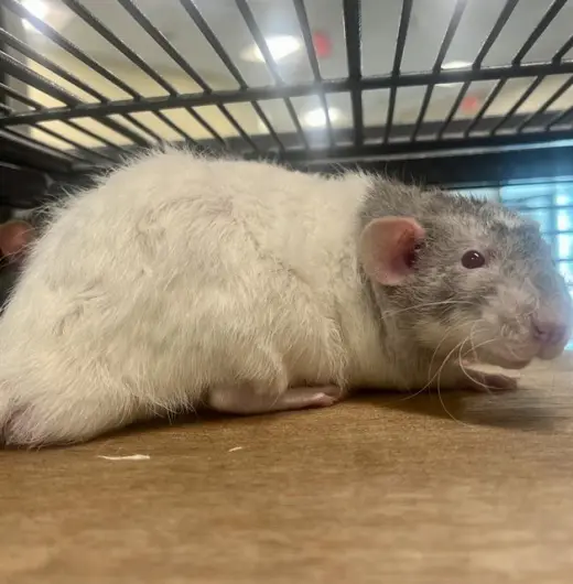 BEAN