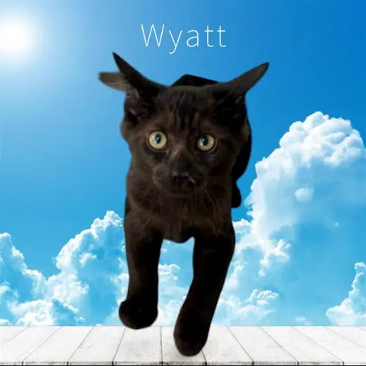 *WYATT