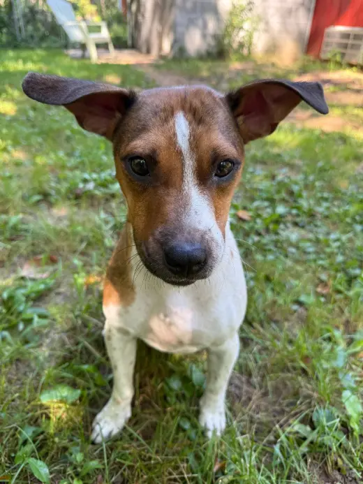 Skye-in foster home