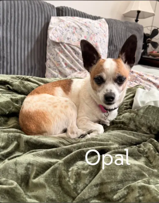 Opal
