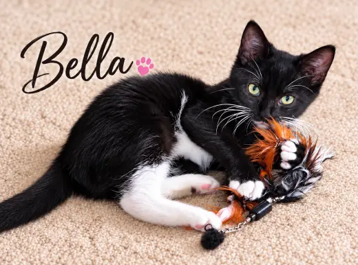 Bella (FCID# 07/20/26-553 Brookhaven foster) KC